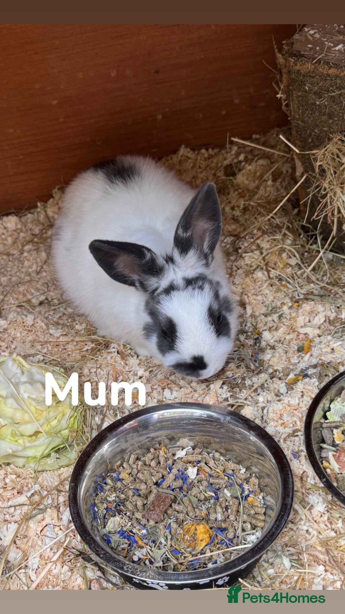 Mixed Breed rabbits Mixed Bunnies ready June 6th - Advert 2