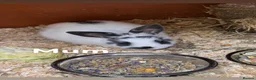 Mixed Breed rabbits for sale: Mixed Bunnies ready June 6th - Advert 3