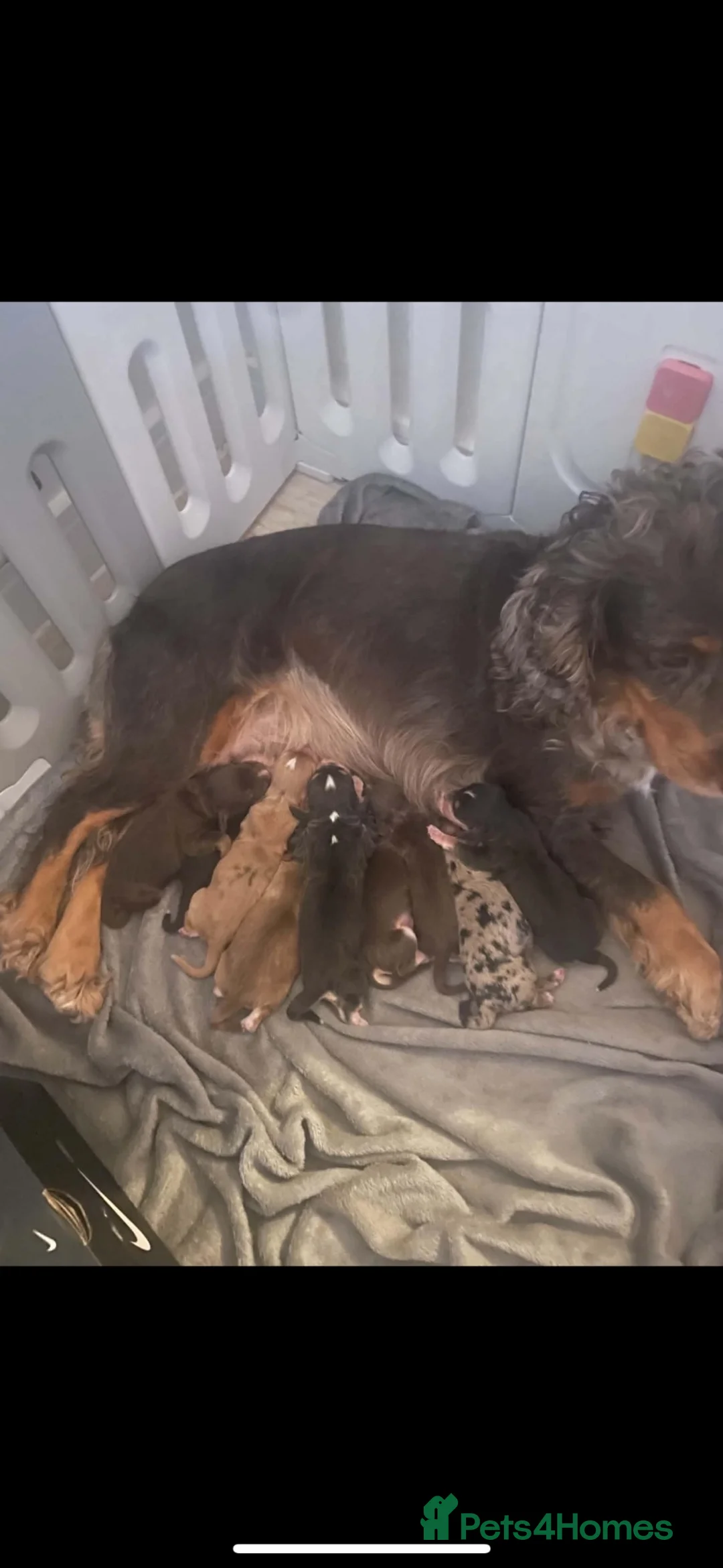 Cocker Spaniel dogs for sale: 🌈 🌈Beautiful rainbow litter cocker spaniels 🌈  in Maidstone - Advert 2