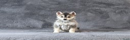 Pomsky dogs for sale: (Loki) small (f3) wolf grey male Pomsky puppy - Advert 5