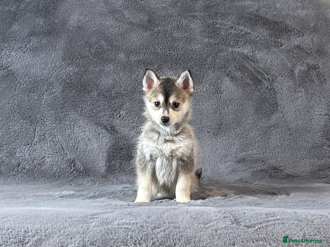 Pomsky dogs for sale: (Loki) small (f3) wolf grey male Pomsky puppy - Advert 5