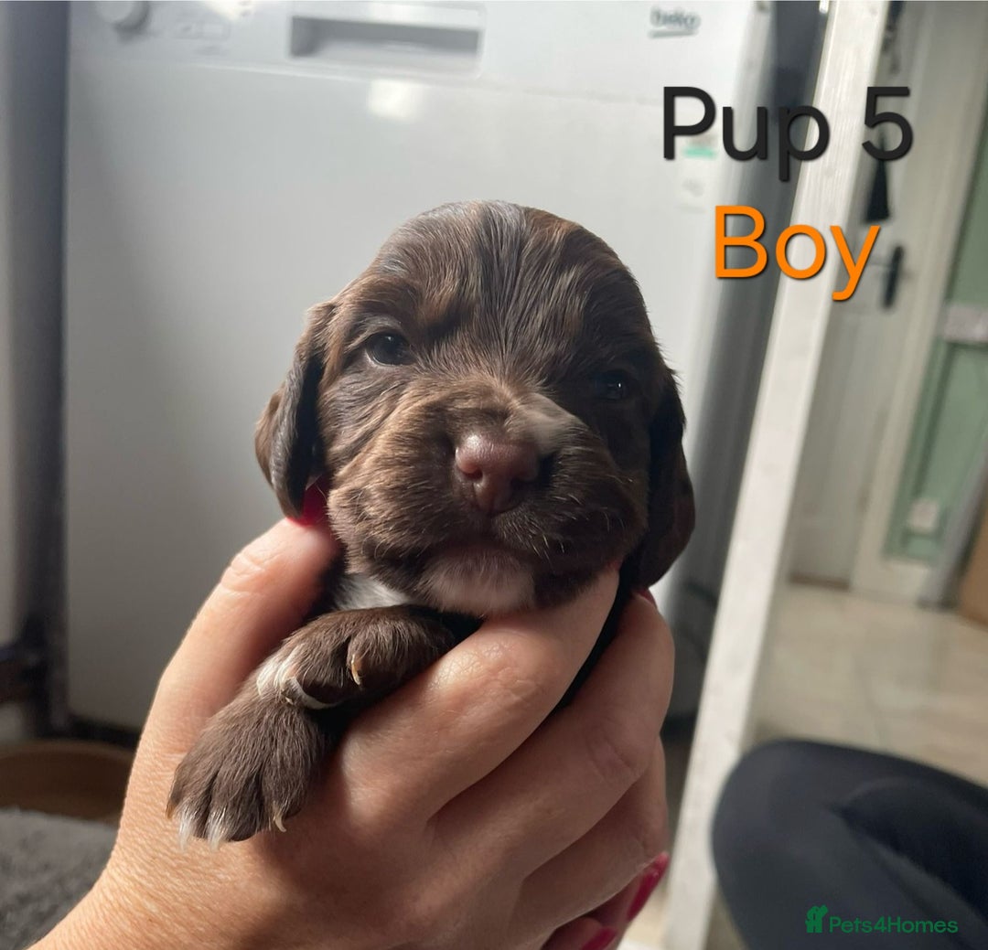Cocker Spaniel dogs for sale: Cocker spaniel puppies  - Image 6