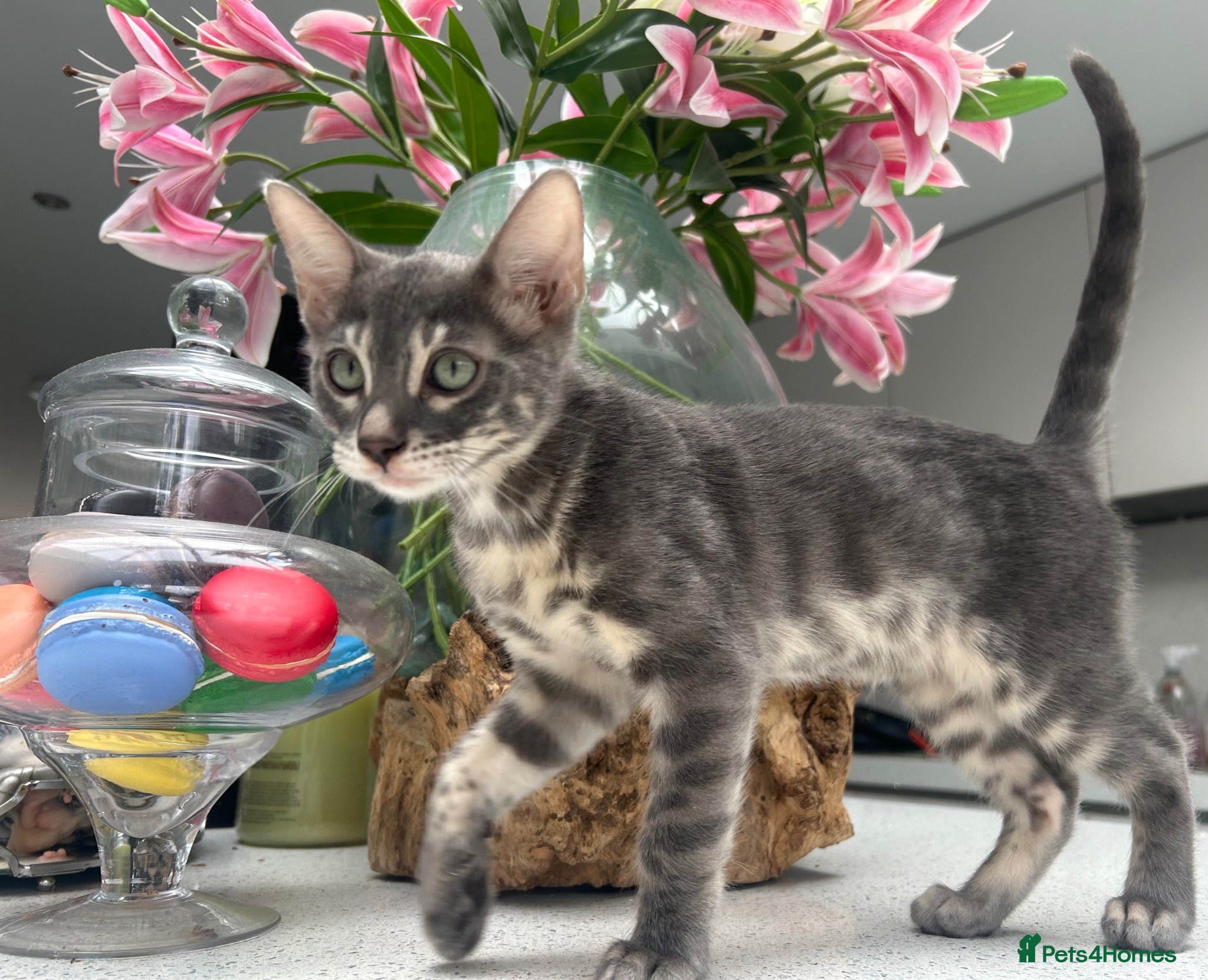 Bengal cats 💙 READY NOW! Blue Female Bengal TICA kitten - Advert 11