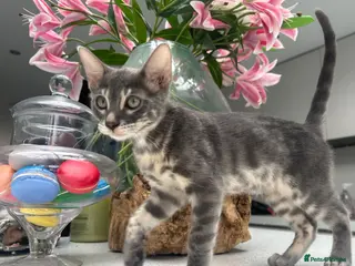 Bengal cats 💙 READY NOW! Blue Female Bengal TICA kitten - Advert 11