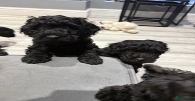 Labradoodle dogs - Advert 3
