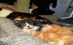 Mixed Breed cats for sale: The cutest Mixed Kittens (all kittens reserved) - Image 18