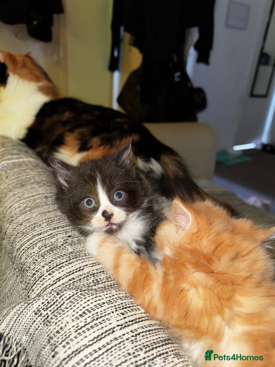 Mixed Breed cats for sale: The cutest Mixed Kittens (all kittens reserved) - Image 18
