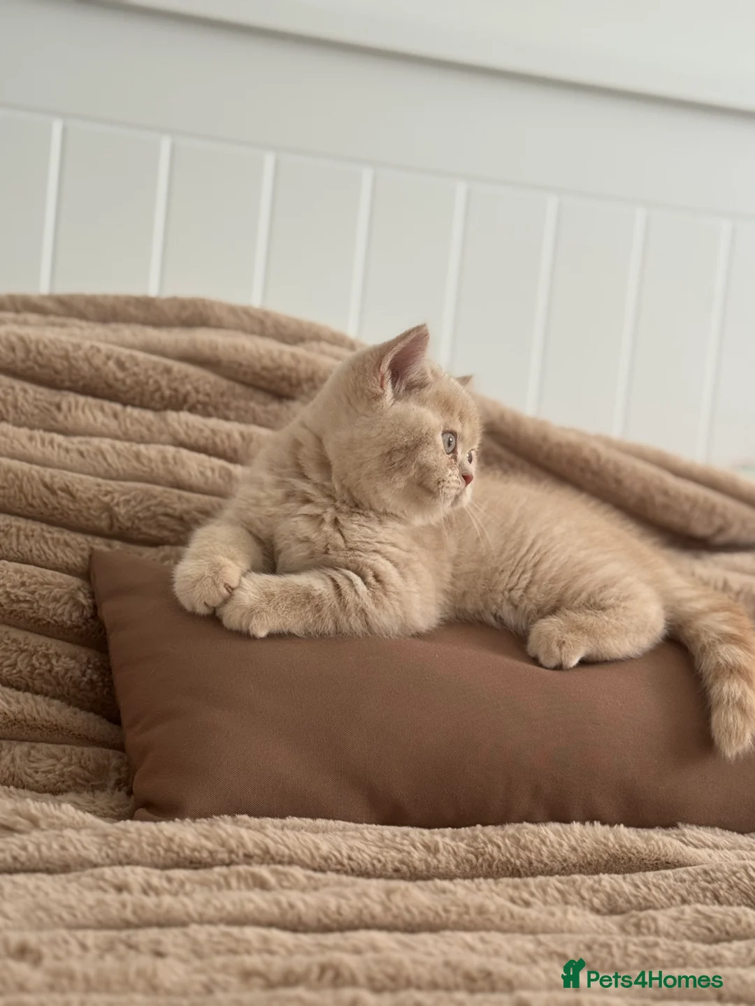 British Shorthair cats for sale: TICA CH Parents beautiful cream kitten male . - Advert 2