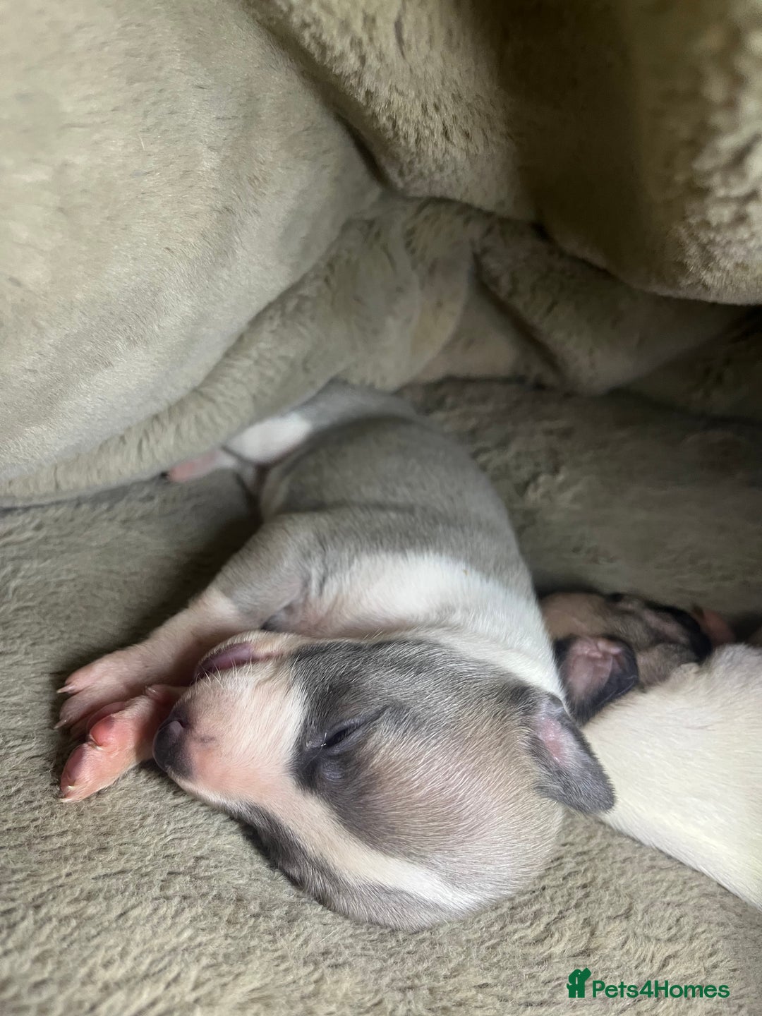 Whippet dogs for sale: Gorgeous KC Whippet Pups - Advert 13