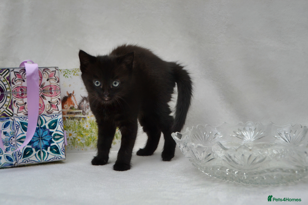 Mixed Breed cats for sale: Maine-Coone/Bombay Mixed Kitten - Image 3