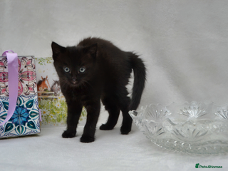 Mixed Breed cats - Advert 3