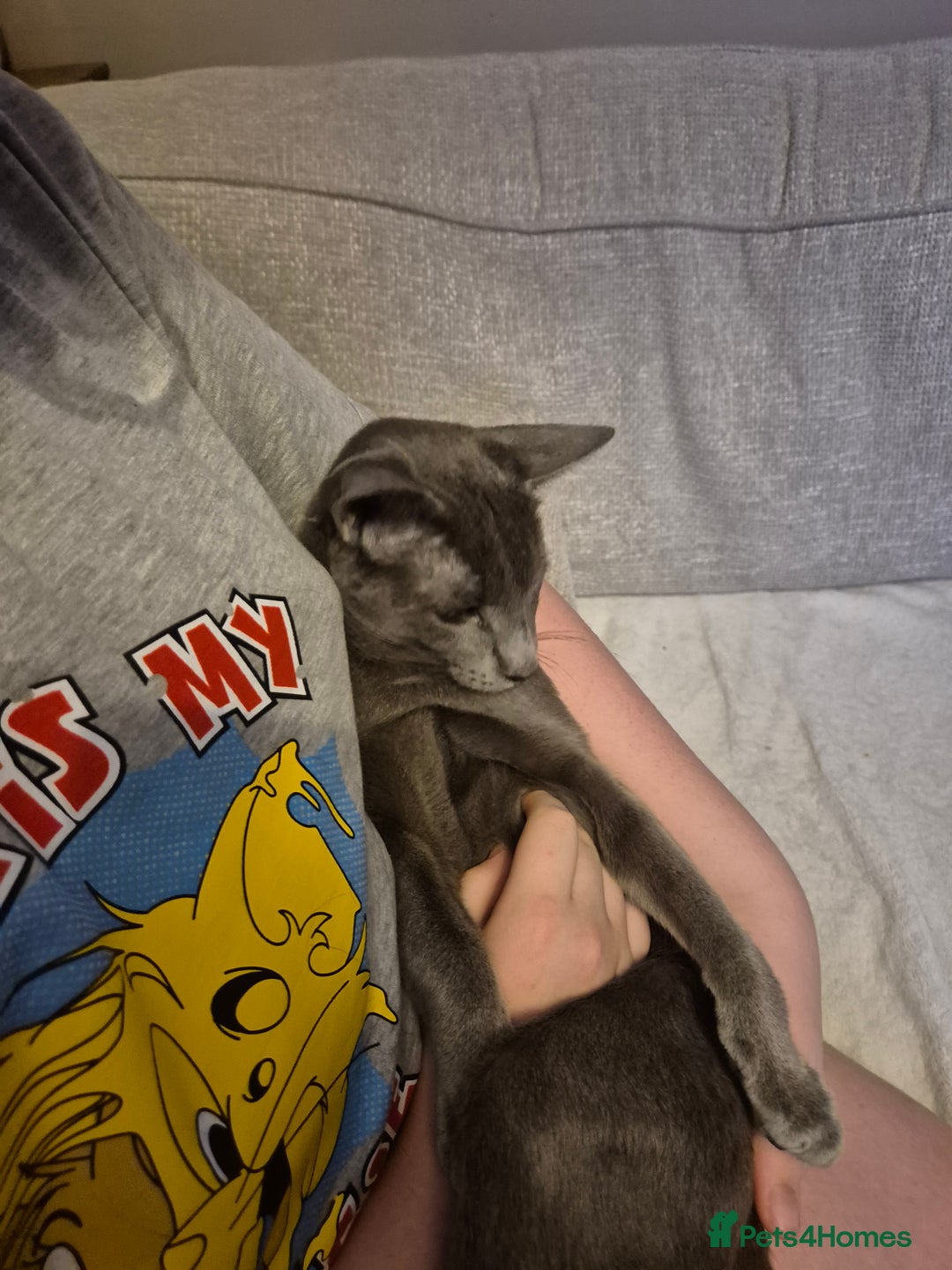 Oriental cats for sale: Beautiful blue/gray oriental kittens - Advert 26