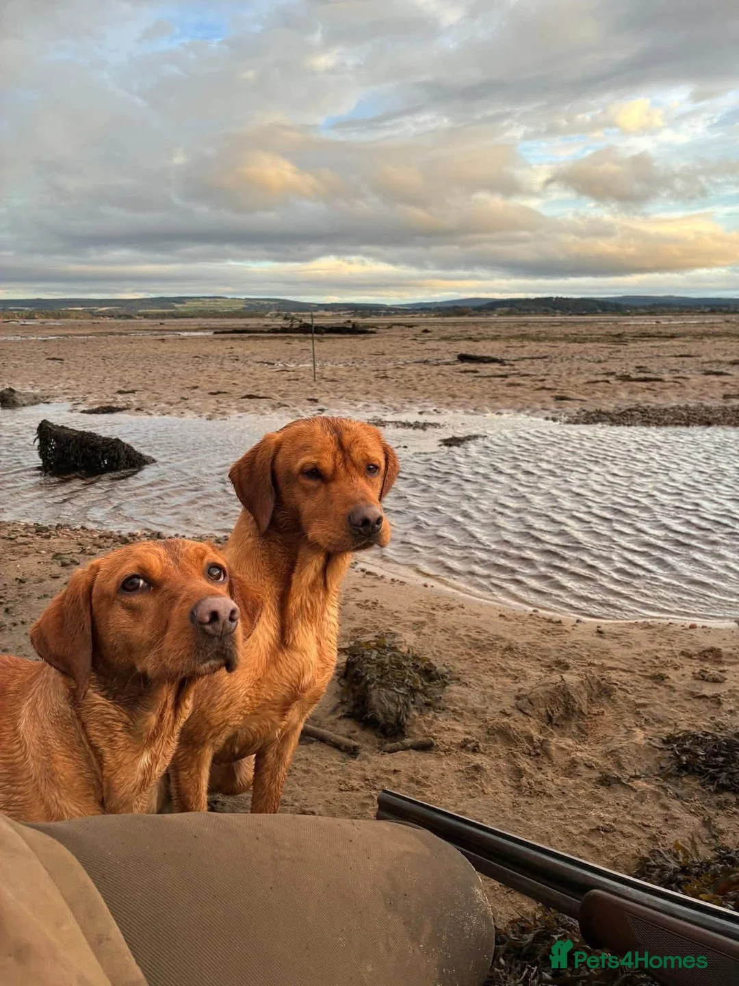 Labrador Retriever dogs for sale: KC Registered Fox Red Labrador Puppies in Houghton le Spring - Advert 2