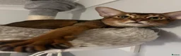 Abyssinian cats for sale: Truly amazing Abyssinian Charlie - Advert 3