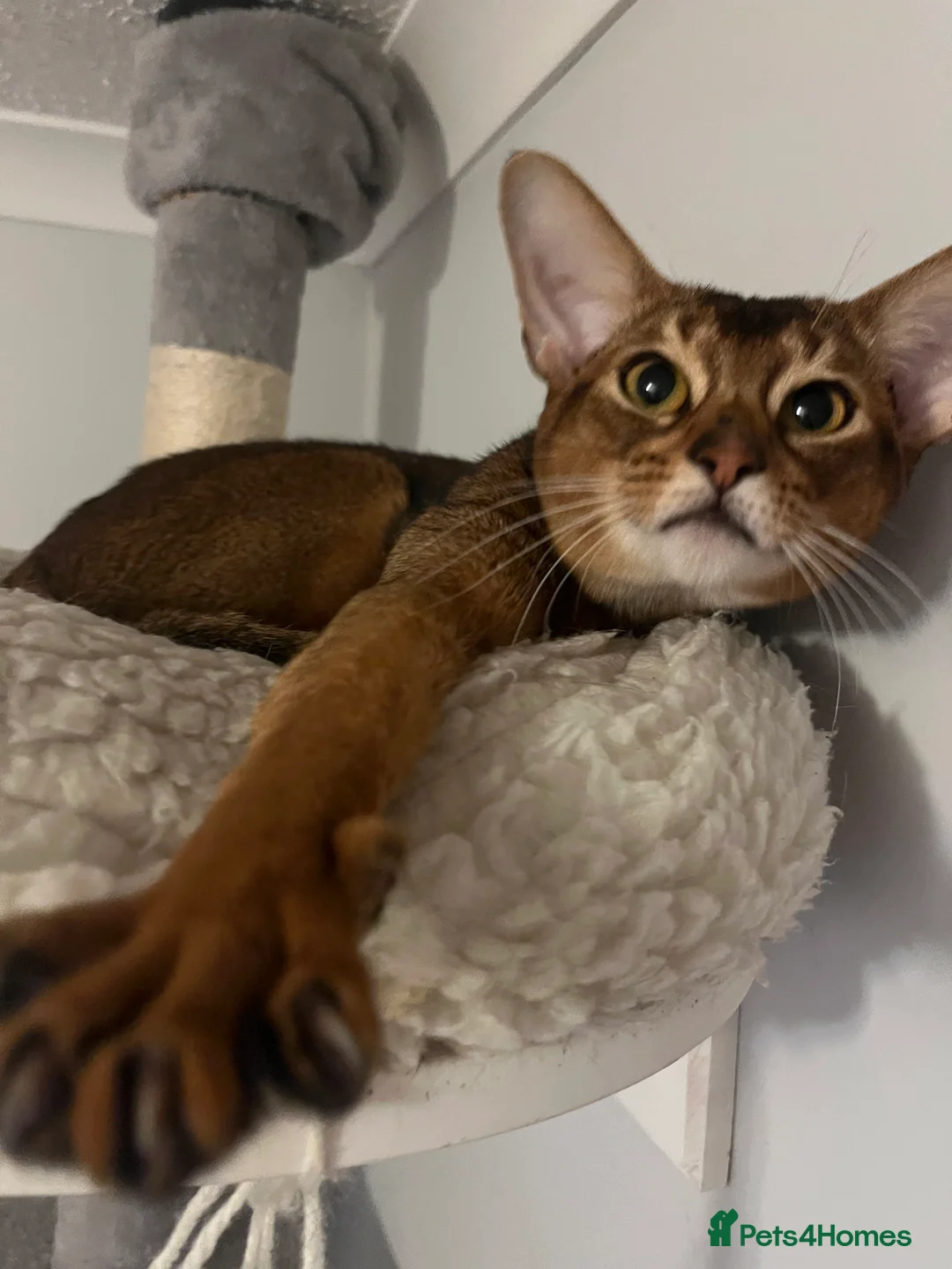 Abyssinian cats for sale: Truly amazing Abyssinian Charlie - Advert 3