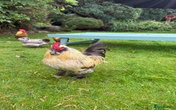 Chickens poultry for sale: 4 VERY HANDSOME HAND REARED SILKY MIX COCKERELS  - Image 7
