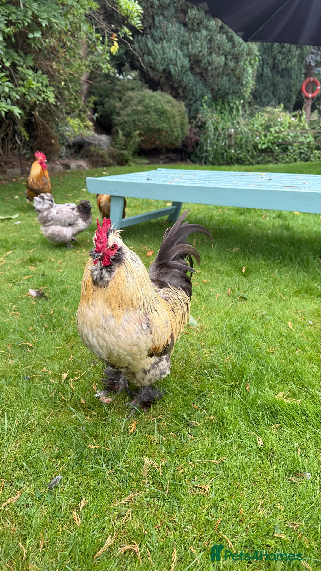 Chickens poultry for sale: 4 VERY HANDSOME HAND REARED SILKY MIX COCKERELS  - Image 7