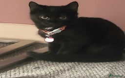 Mixed Breed cats for sale: Lilly needs new home asap - Image 2