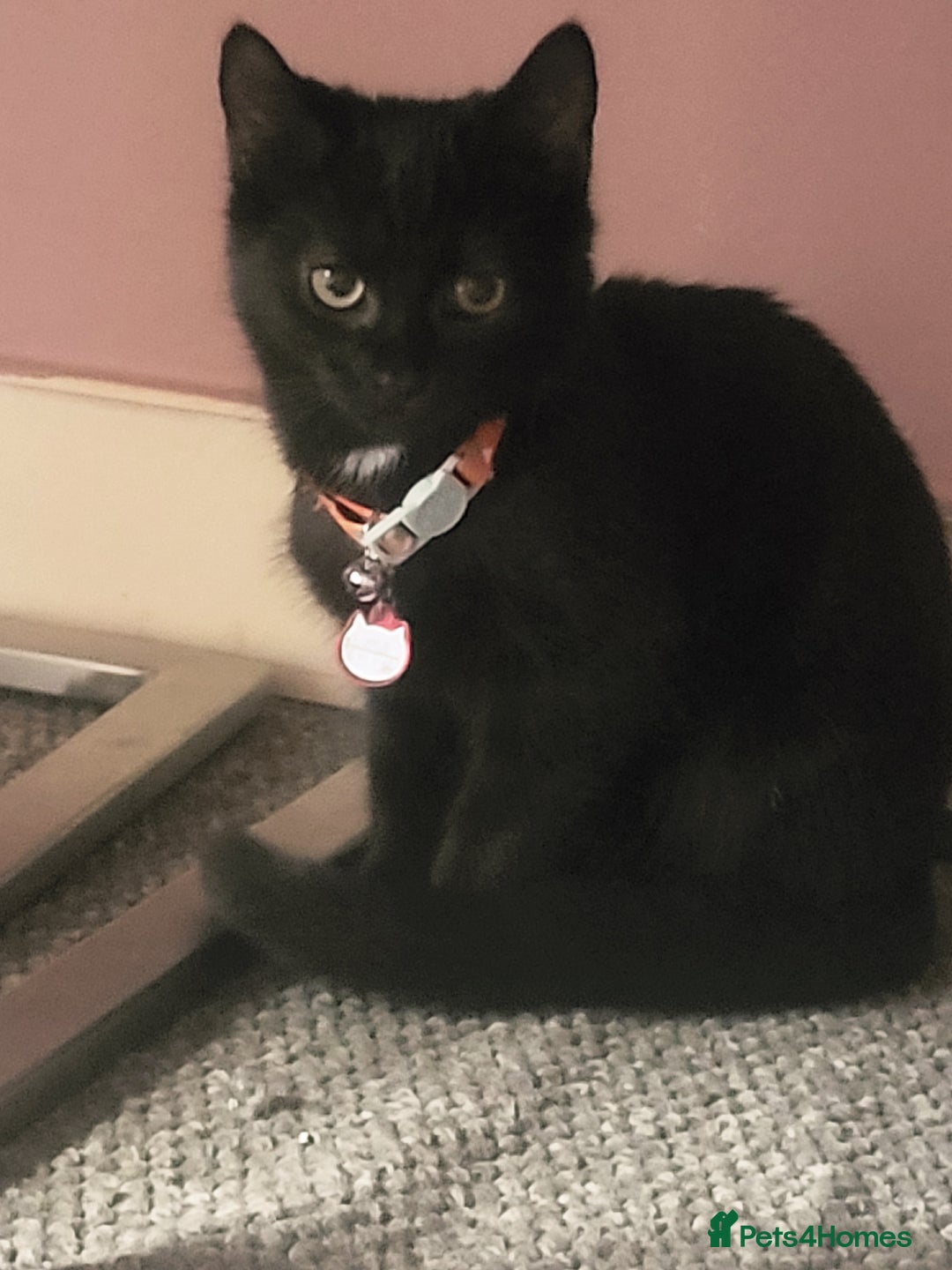 Mixed Breed cats for sale: Lilly needs new home asap - Image 2