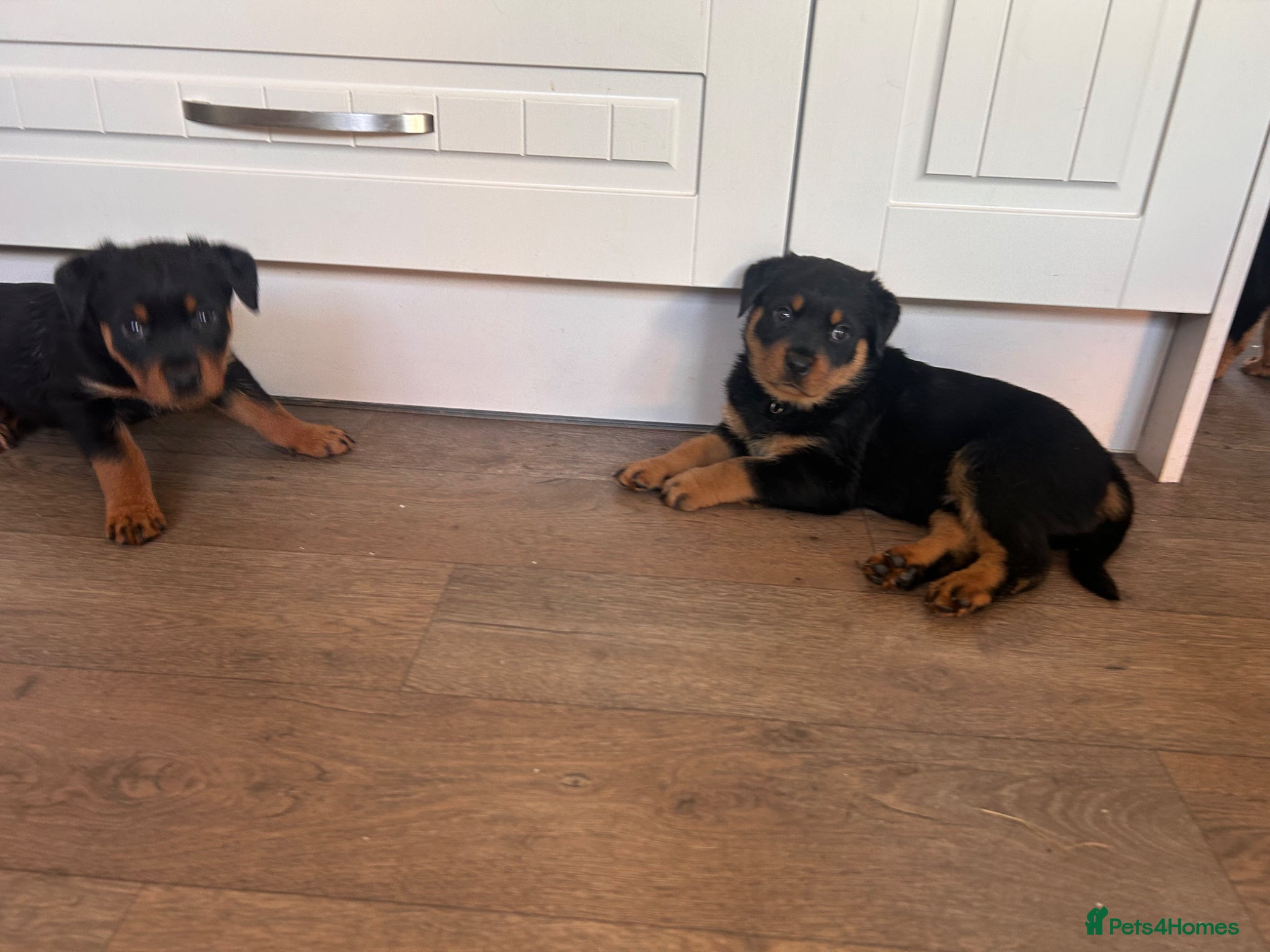 Rottweiler dogs for sale: Pure breed Rottweiler puppies for sale - Advert 11