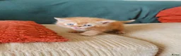 Mixed Breed cats for sale: Pedigree exotic x domestic short haired kittens  - Advert 3