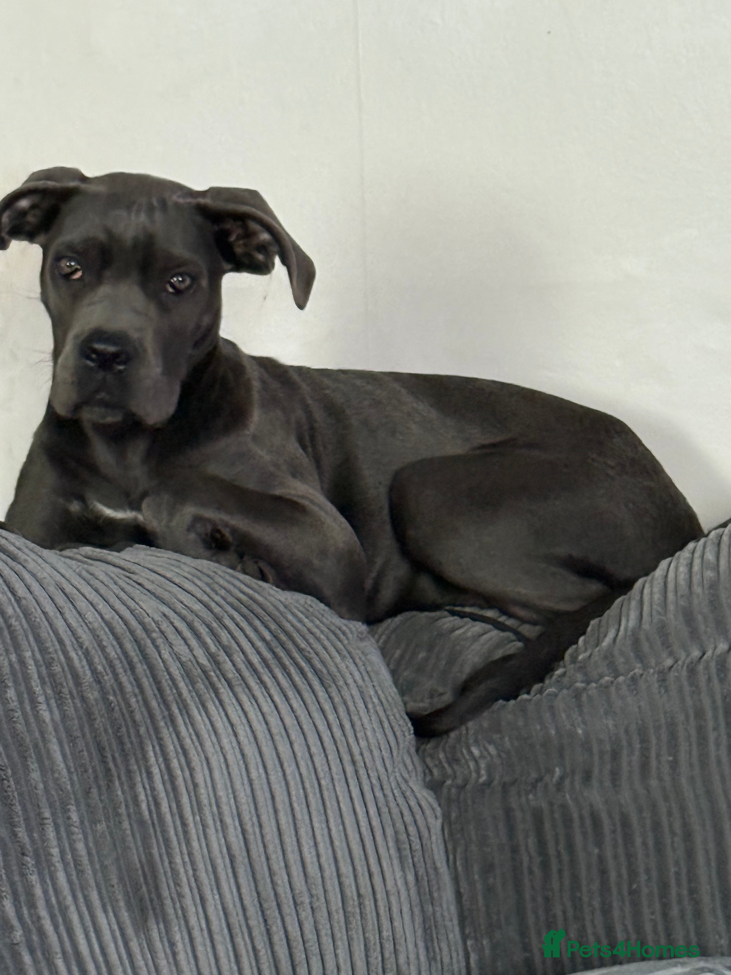 Cane Corso dogs Hey I’m Roxy and I’m looking for a loving home  - Advert 17