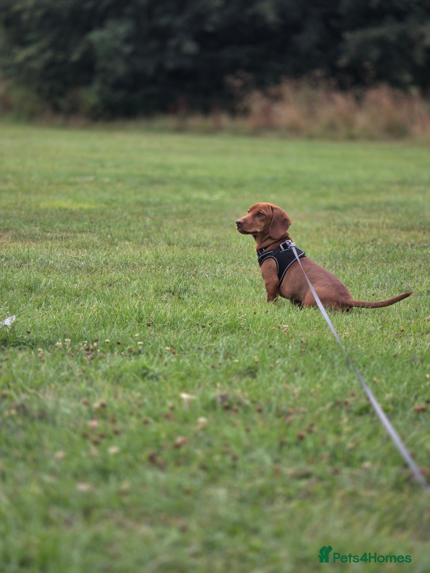 Jackshund dogs Milo 7 months old - Advert 1