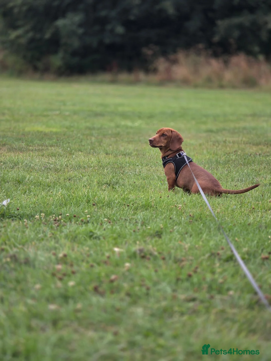 Jackshund dogs for sale: Milo 7 months old in Saint Helens - Advert 1