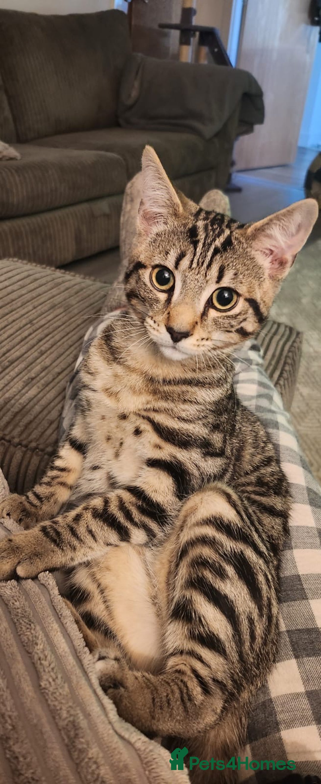 Domestic Shorthair cats for sale: Kittens for re-homing - Image 4