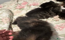 American Curl cats for sale: American curl kittens  - Image 7