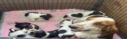 Basset Hound dogs for sale: Tri colour Bassethound puppies - Advert 11