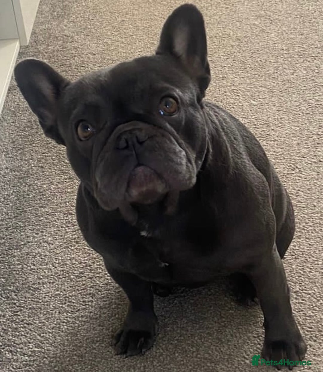 French Bulldog dogs for sale: french bulldog puppies - Advert 1