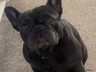 French Bulldog dogs french bulldog puppies - Advert 1