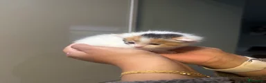 Mj