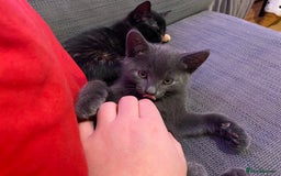 Domestic Shorthair cats for sale: Make kitten ready to leave - Image 1