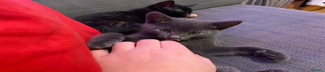 Blue kitten