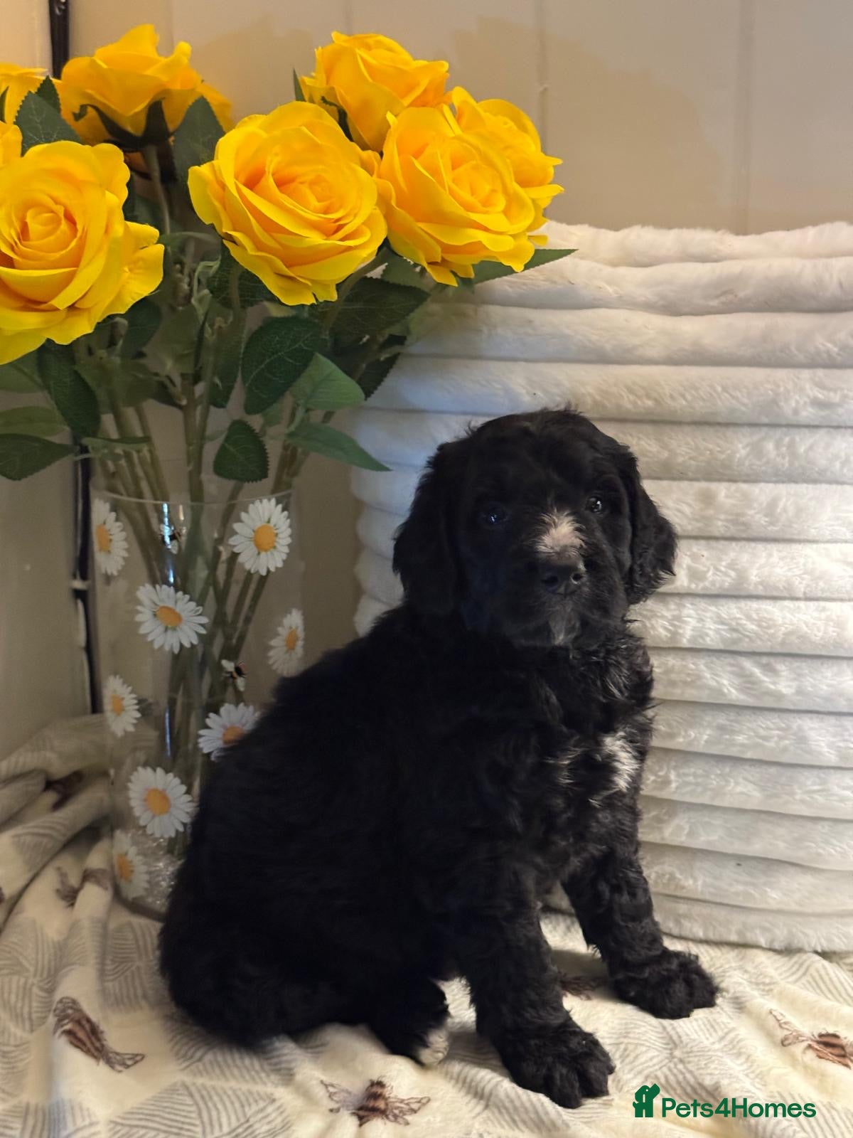 Bernedoodle dogs 2 left mini medium bernedoodle puppies for sale - Advert 5