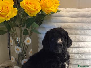 Bernedoodle dogs 2 left mini medium bernedoodle puppies for sale - Advert 5