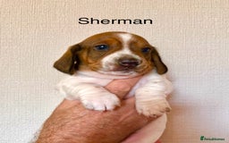 Miniature Dachshund dogs for sale: Pure Piebald Puppies Russian Champion Lines  - Image 9