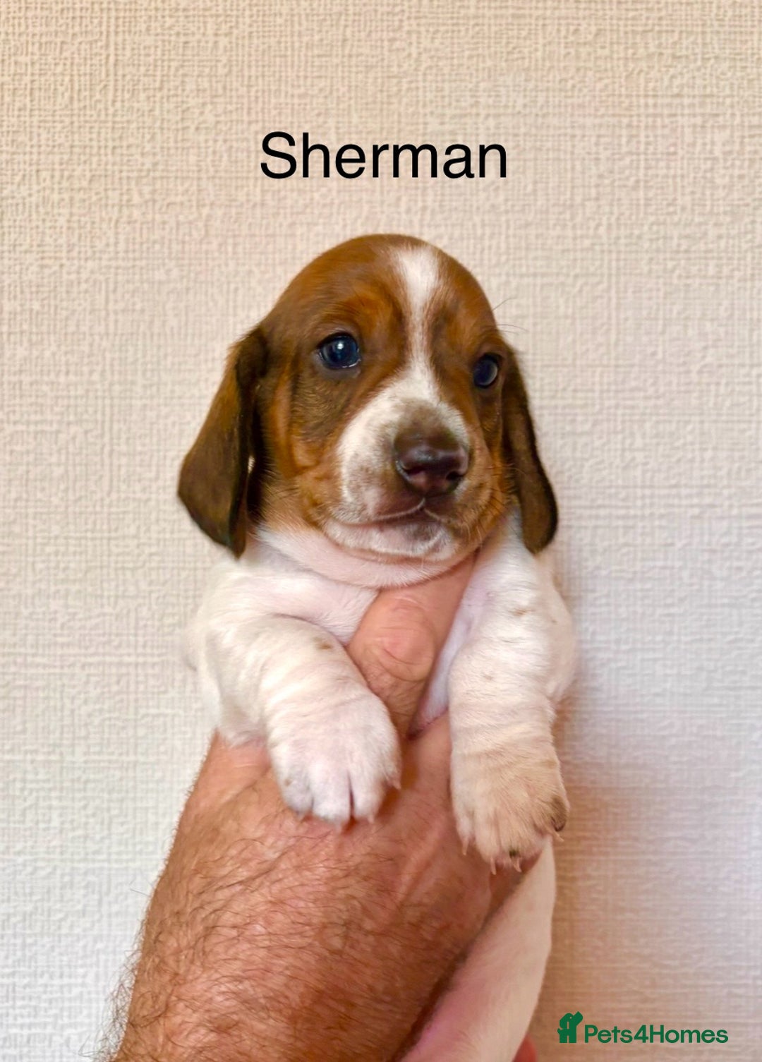 Miniature Dachshund dogs for sale: Pure Piebald Puppies Russian Champion Lines  - Image 9