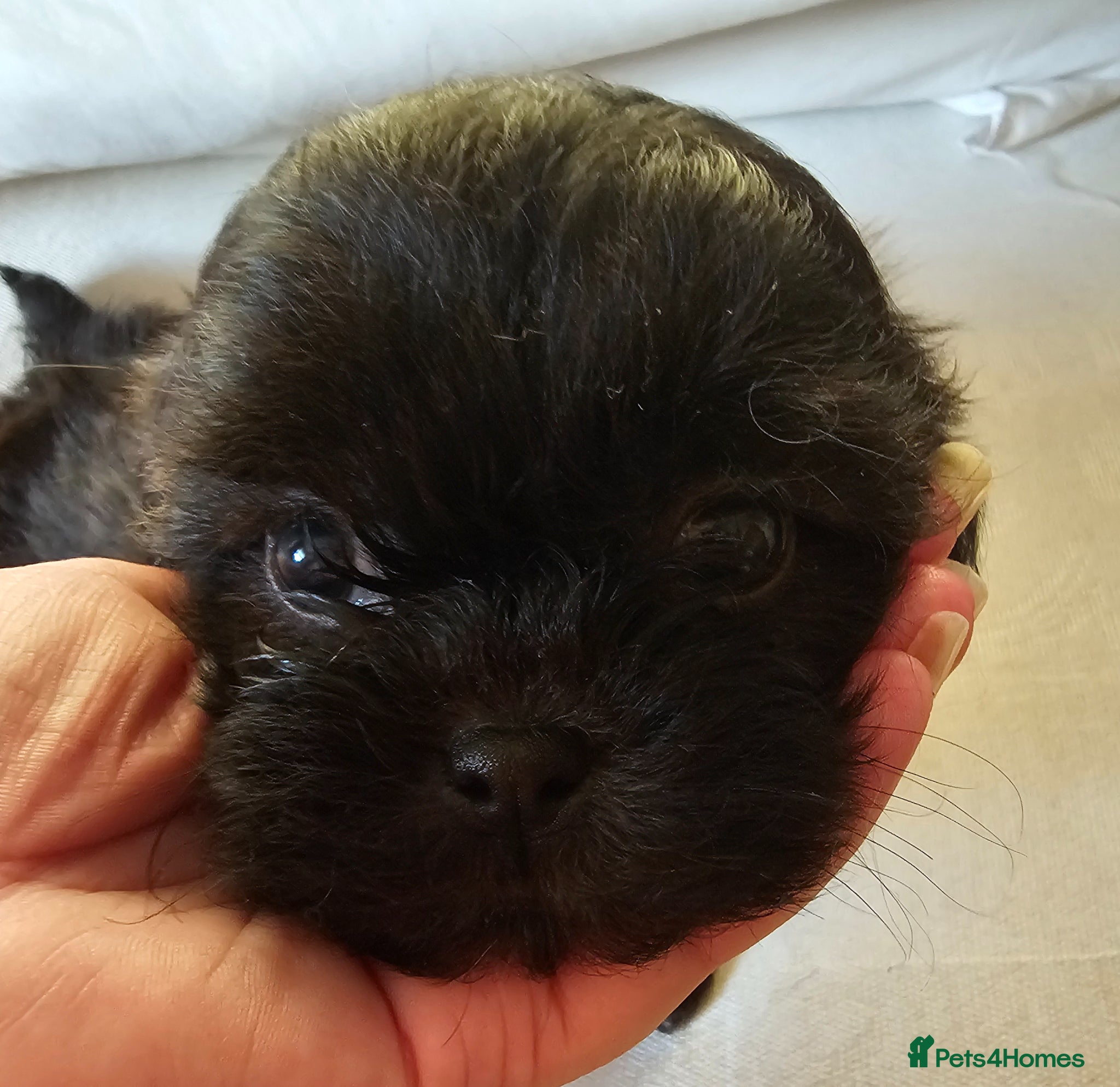 Shih Tzu dogs for sale: Choc Liver Shih Tzu puppies - Advert 12