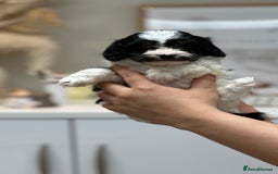Cavapoo dogs for stud: Premium Cavapoo Chocolate Phantom Parti Stud  in Rickmansworth - Image 22