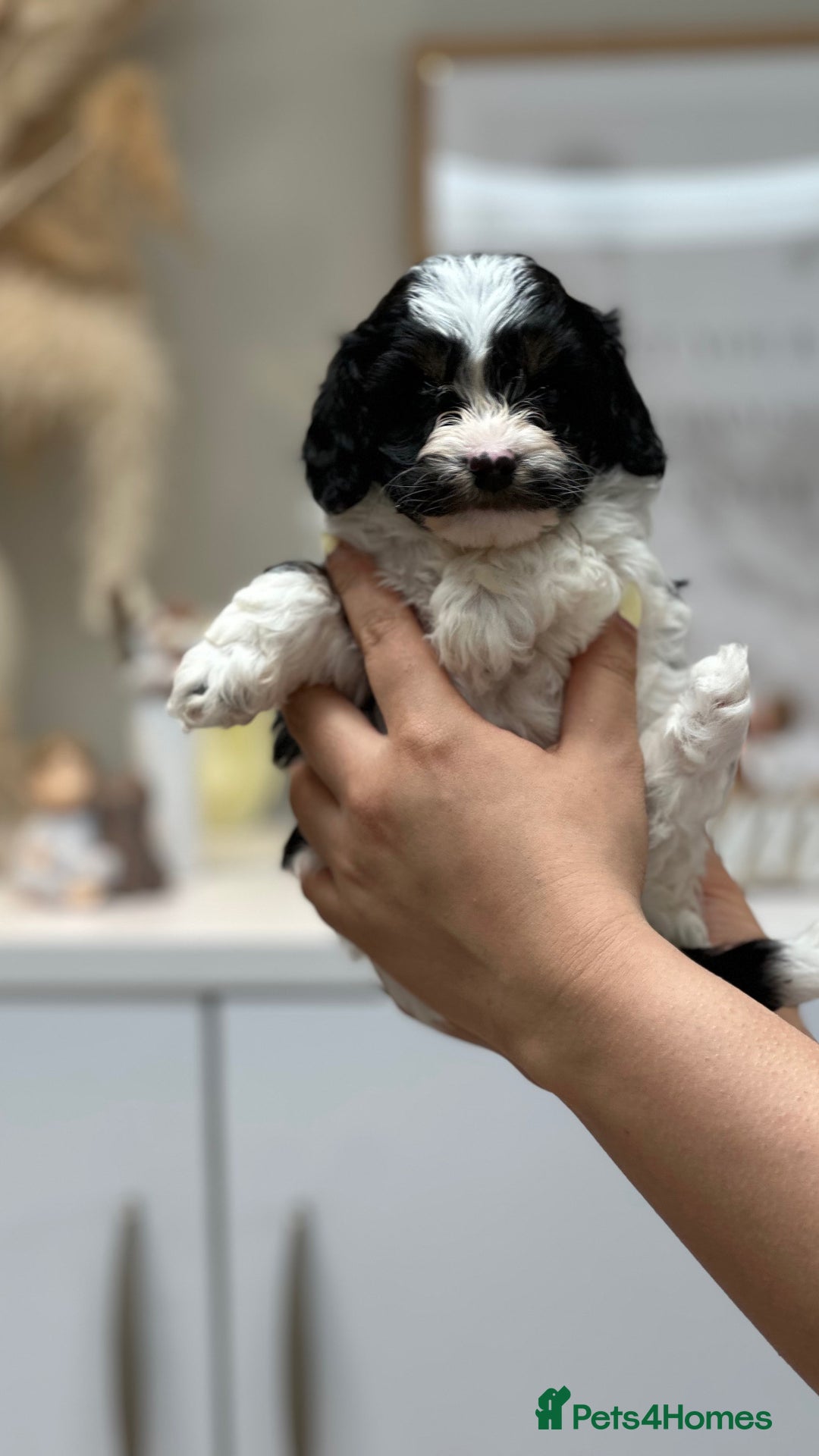 Cavapoo dogs for stud: Premium Cavapoo Chocolate Phantom Parti Stud  in Rickmansworth - Image 22