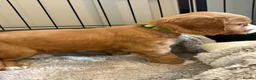 Cocker Spaniel dogs for sale: Beautiful Golden cockers free insurance with agria - Advert 22