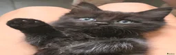 Mixed Breed cats for sale: Fantastic Four - Advert 22
