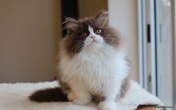 British Longhair cats for sale: British Longhair Chocolate Bi Colour Boy - REG - Image 1
