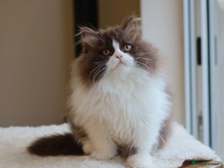 British Longhair cats - Advert 6