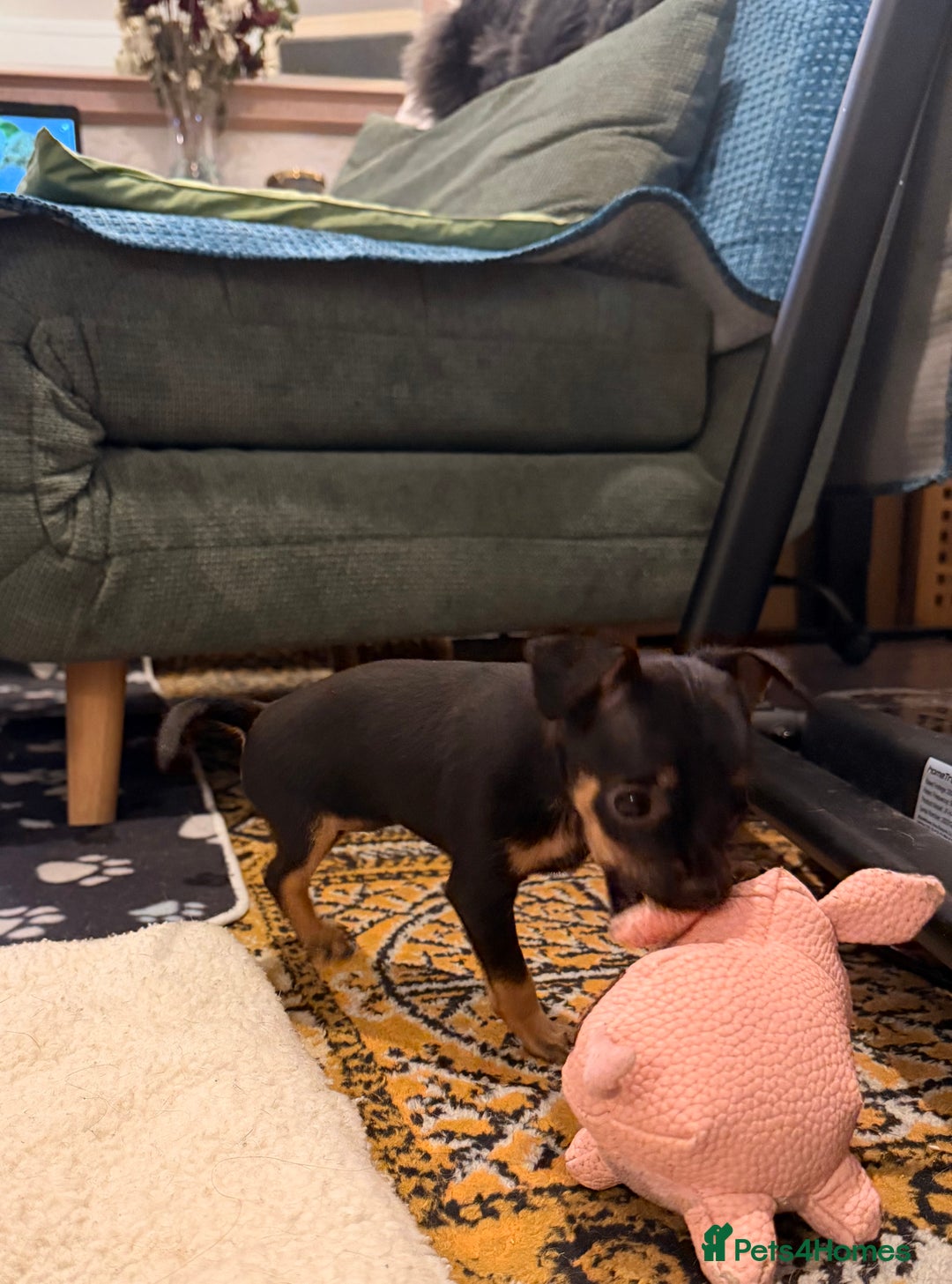 Russian Toy Terrier dogs for sale: Cutest little friend for life  - Advert 18