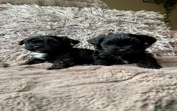 Lhasapoo dogs for sale: *****only 1 girl and 2 boys left ***** - Image 19