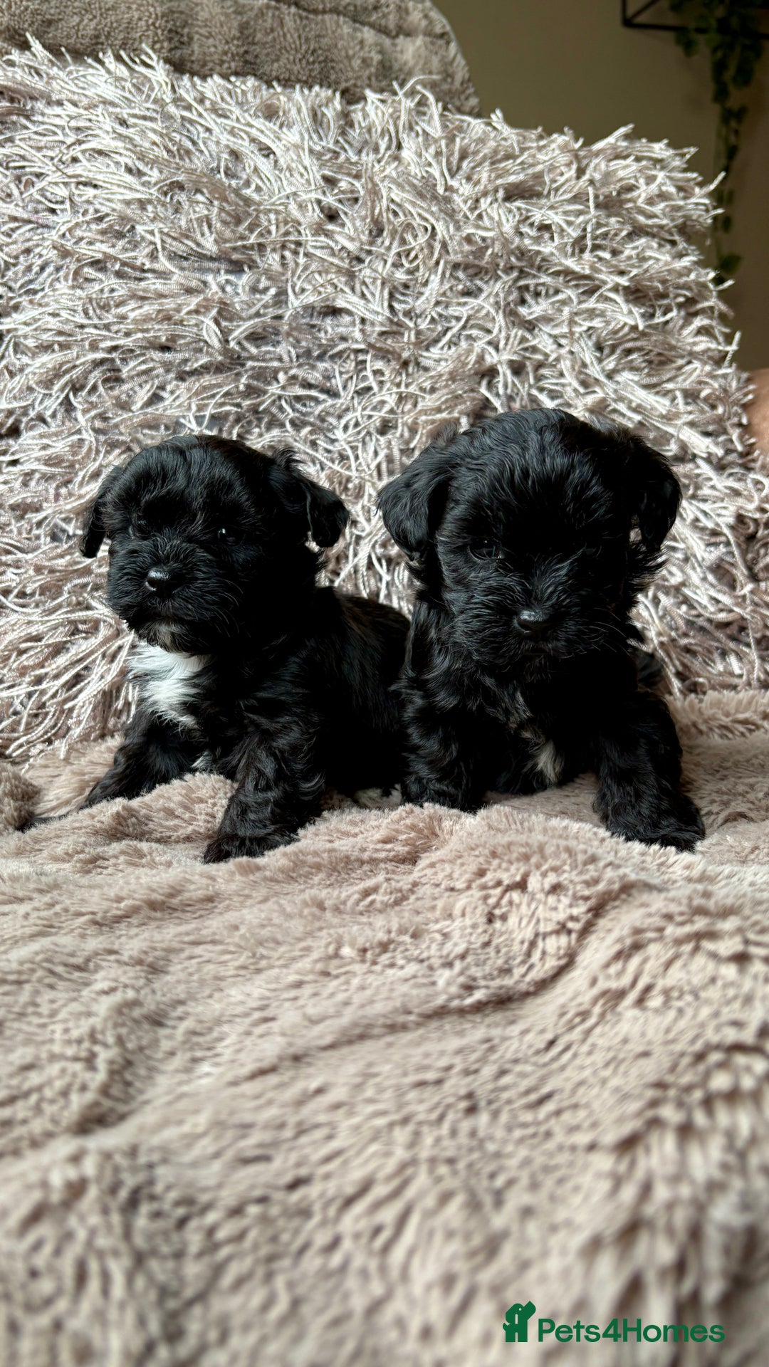 Lhasapoo dogs for sale: *****only 1 girl and 2 boys left ***** - Image 19